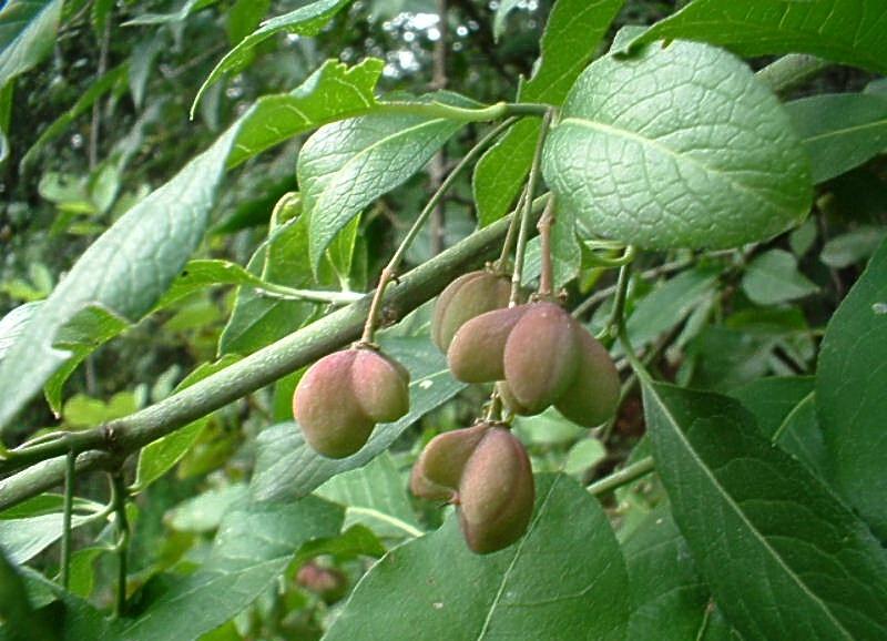 Euonymus europaeus / Fusaria comune, Berretto da prete